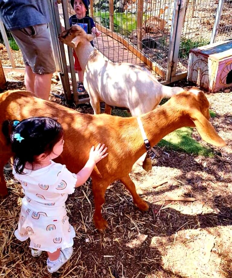 ילדה מלטפת עז חוות הנדיב